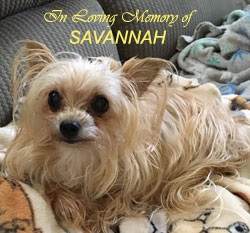 in loving memory of Savannah