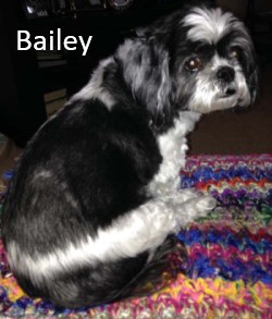 Bailey small dog