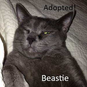 Beastie (gray cat) Adopted!