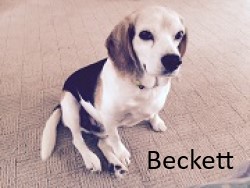 Beckett, the Beagle