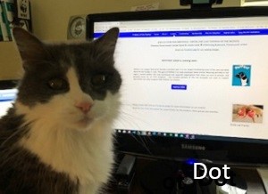 photo of Dot, long hair gray and white cat in front of a computer screen