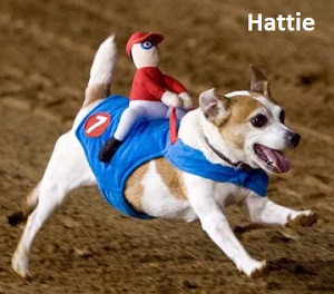 photo of Hattie, a small tan and white dog with plush, toy jockey on her back running