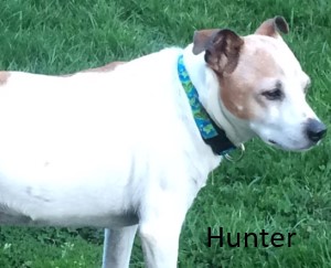 Hunter, a terrier mix dog, white and tan