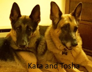 Kara and Tosha, two german shepherd dogs