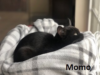 Momo is a black cat