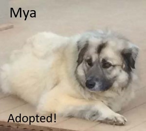 Mya (dog) Adopted!