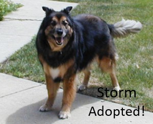 Storm (dog) Adopted!