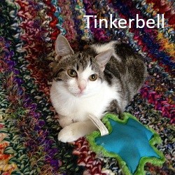 Tinkerbell (cat)
