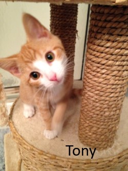 photo of Tony a young orange and white cat on a cat condo